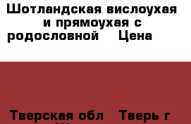 Шотландская вислоухая и прямоухая с родословной  › Цена ­ 3 000 - Тверская обл., Тверь г. Животные и растения » Кошки   . Тверская обл.,Тверь г.